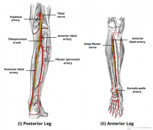 Illustration of the arterial supply to the anterior and posterior leg, highlighting the popliteal artery and its branches.