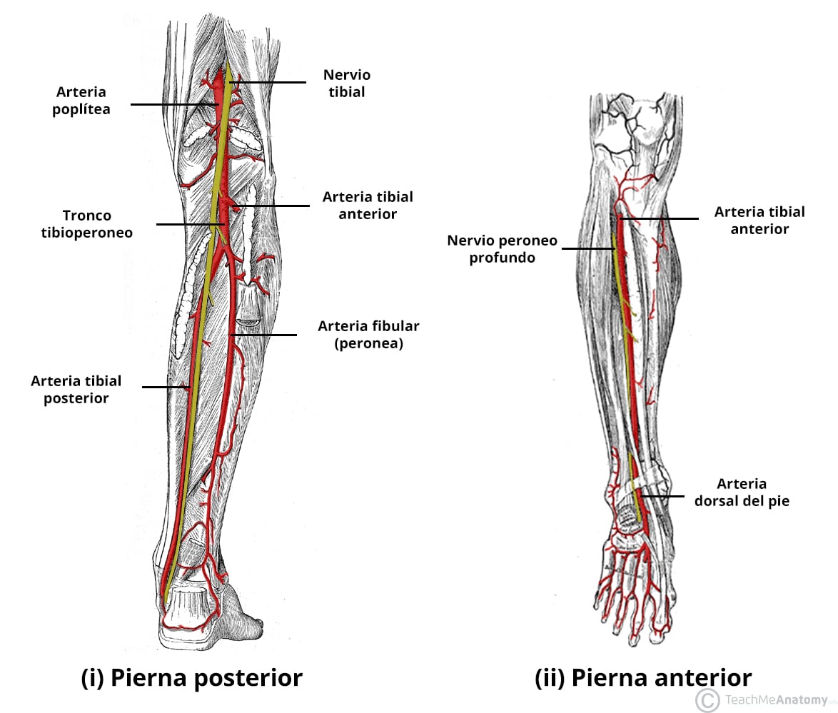 Ilustración de la irrigación arterial a la parte anterior y posterior de la pierna, en la que se destacan la arteria poplítea y sus ramificaciones.