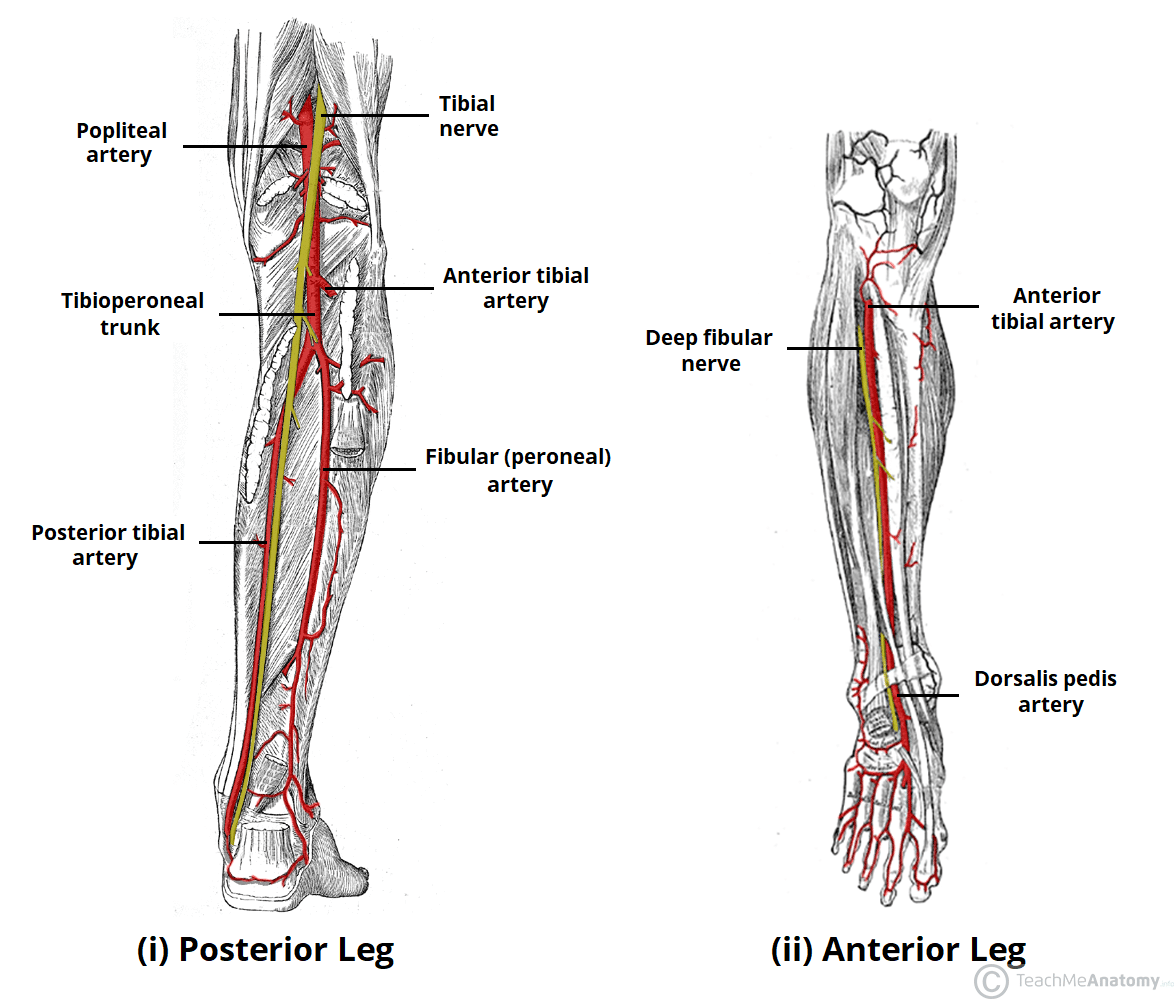 dorsalis pedis artery