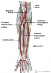 Arterial Supply to the Upper Limb - Subclavian - Brachial - TeachMeAnatomy