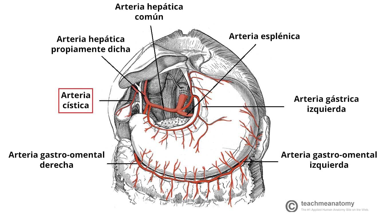 Ilustración de la irrigación arterial de la vesícula biliar, en la que se destaca la arteria cística.