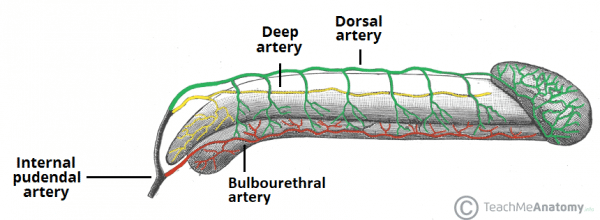 The Penis Structure Muscles Innervation Teachmeanatomy