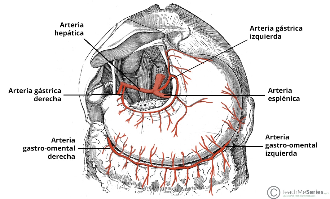 Ilustración de la irrigación arterial del estómago.
