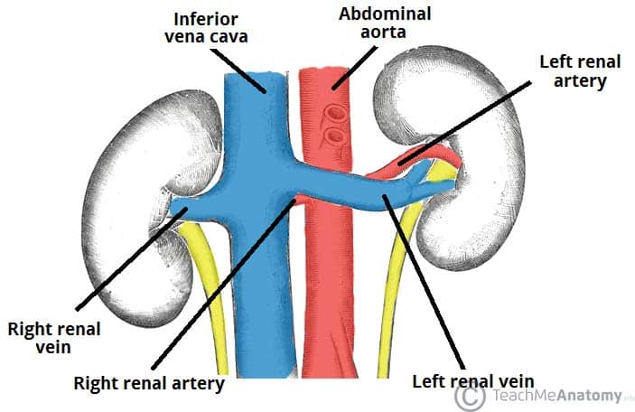 renal circulation pathway