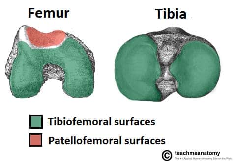 Solved] The contact between femoral and tibia components in knee joint
