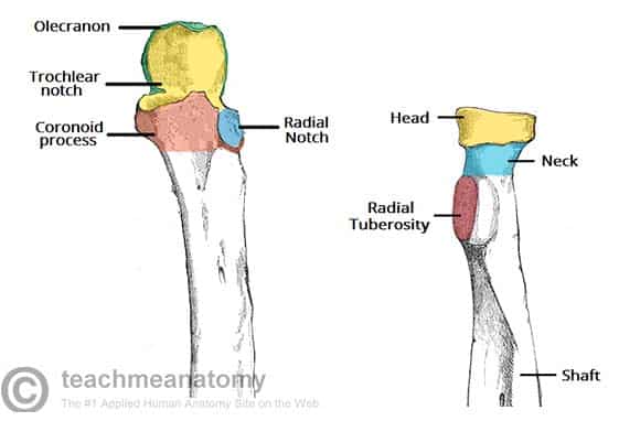 SOLVED: Biceps Radius Triceps Ulna Humerus Both the biceps brachii and the  triceps brachii attach to the scapula at one end of the muscle. The fulcrum  is the elbow (humeroulnar articulation). Based