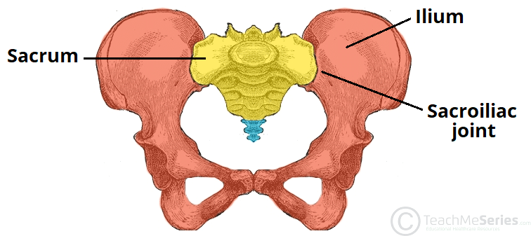 7.1 detailed pelvic bone Diagram