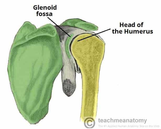 humerus diagram unlabeled