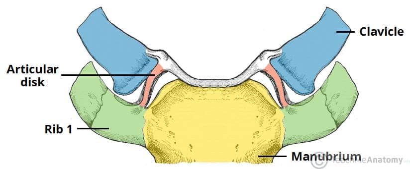 Fig 1.0 - The articulating surfaces of the sternoclavicular joint.