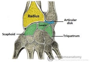 Illustration of the articular surfaces of the wrist joint, including the radius, articular disk, and carpal bones.
