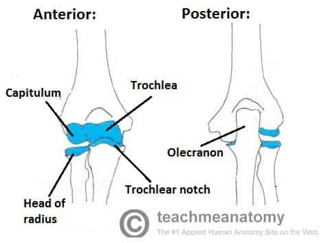 The Elbow Joint - Structure - Movement - TeachMeAnatomy