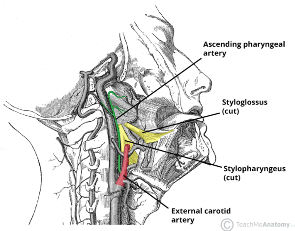 Ascending Pharyngeal Artery - Course - Supply - TeachMeAnatomy