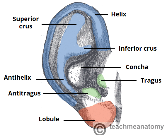 The External Ear - Structure - Function - Innervation - TeachMeAnatomy