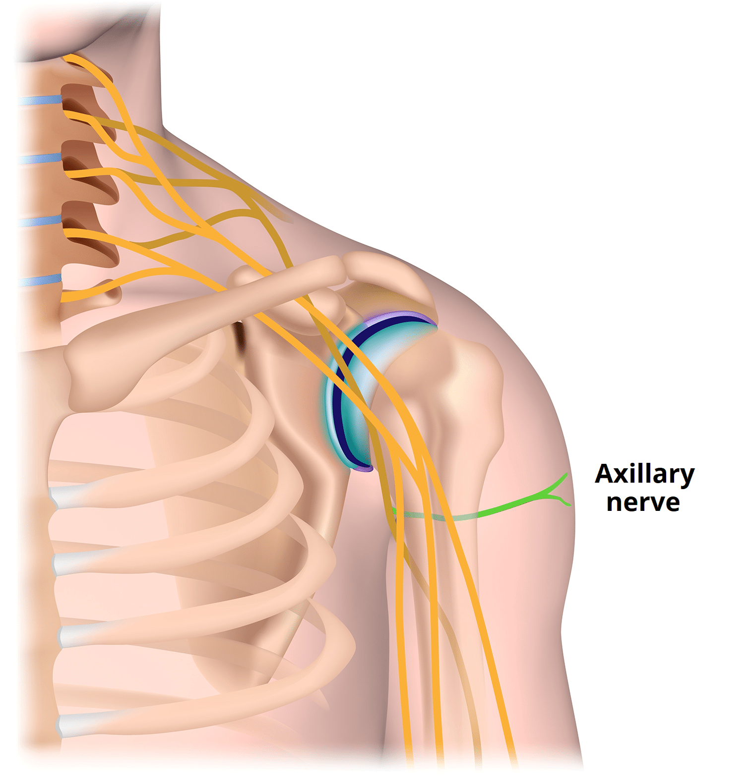 The Axillary Nerve - Course - Motor - Sensory - TeachMeAnatomy