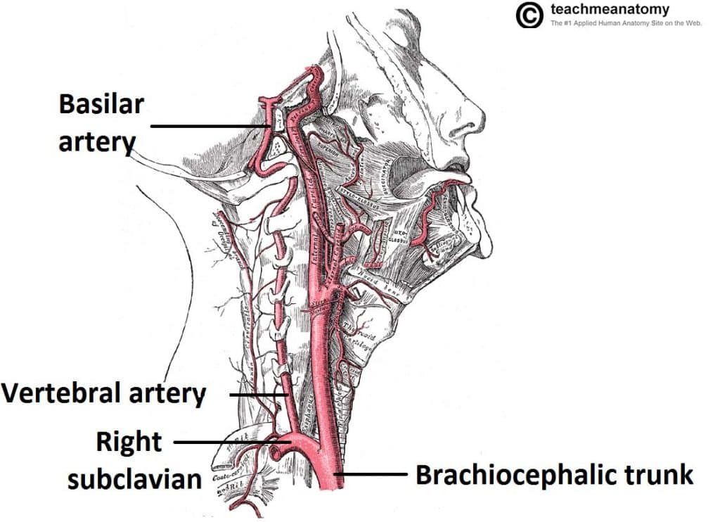 internal carotid artery in ear