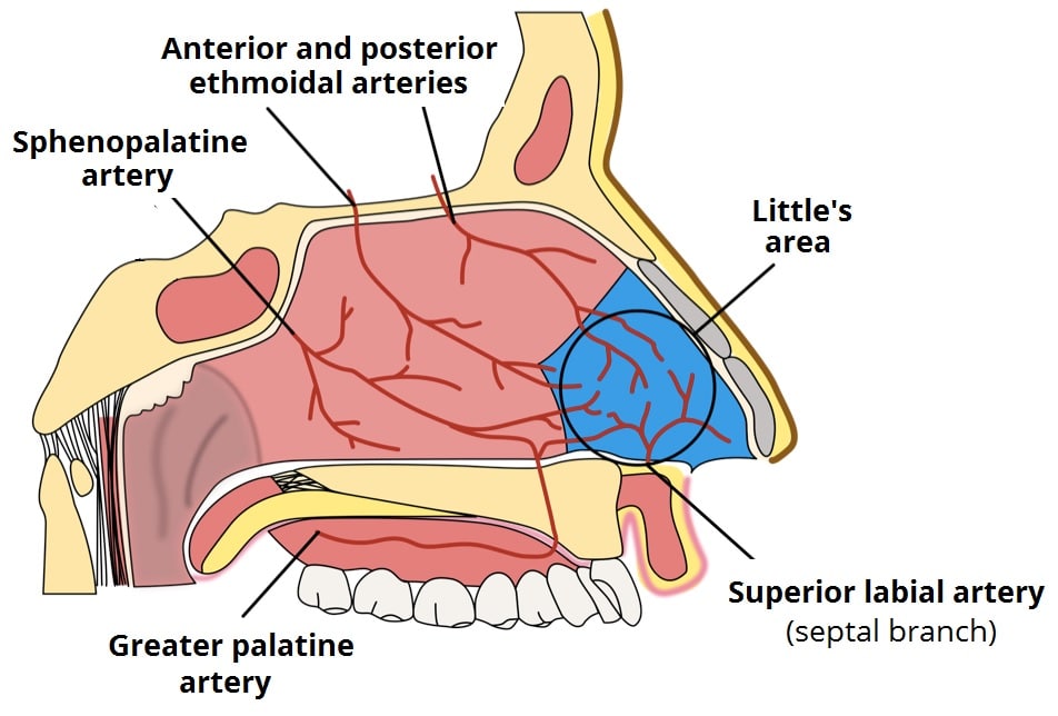 parts of the nasal cavity
