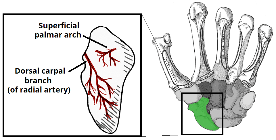 carpal bones anterior view