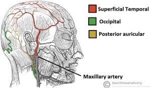 Diagram illustrating the blood supply to the superficial structures of the face, highlighting the maxillary artery before it enters the pterygopalatine fossa.