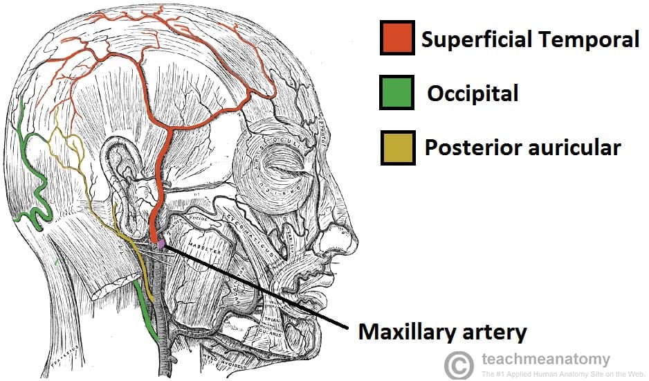 Major Arteries Of The Head And Neck Carotid Teachmeanatomy