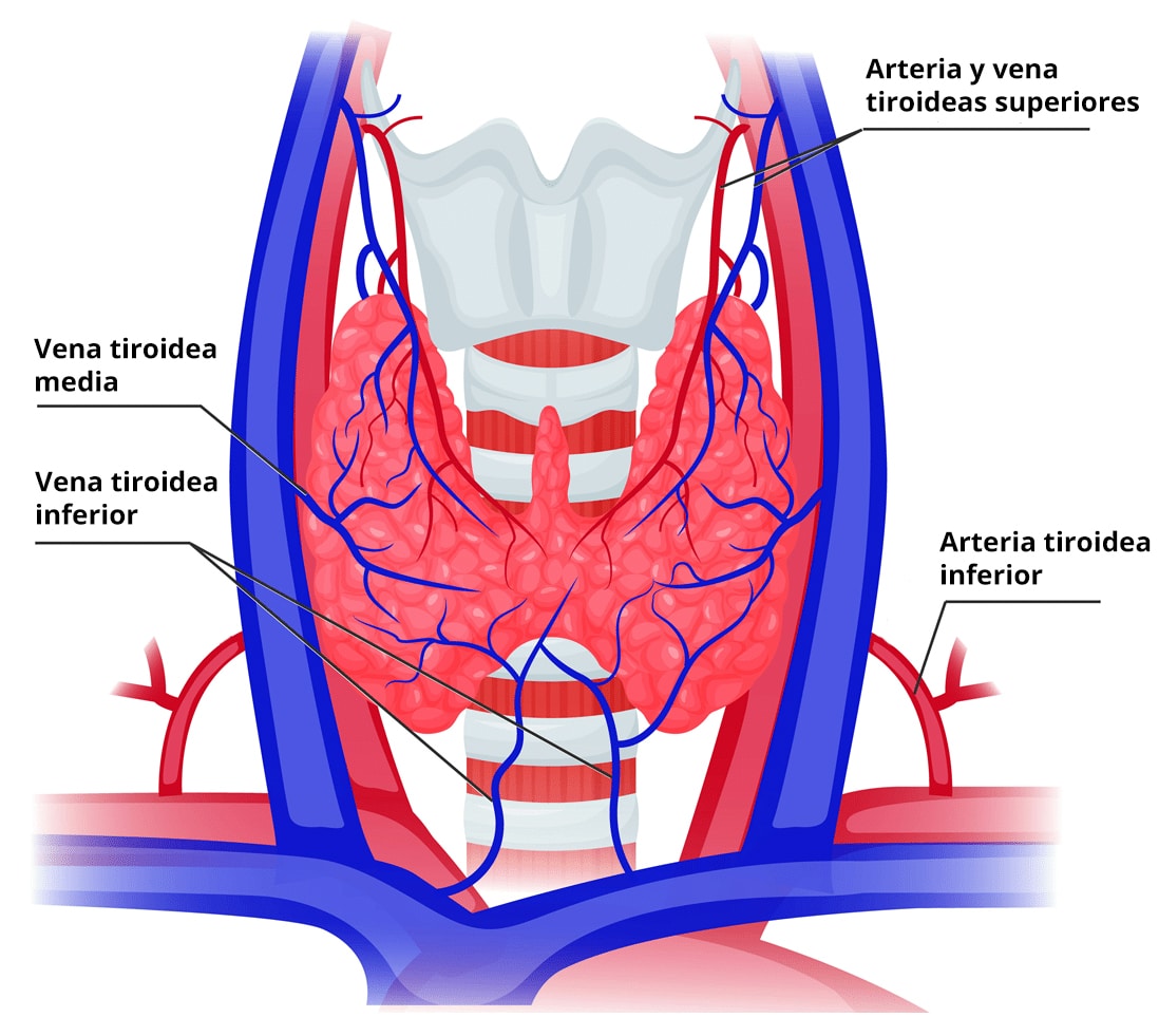 Ilustración de la irrigación sanguínea de la glándula tiroides.