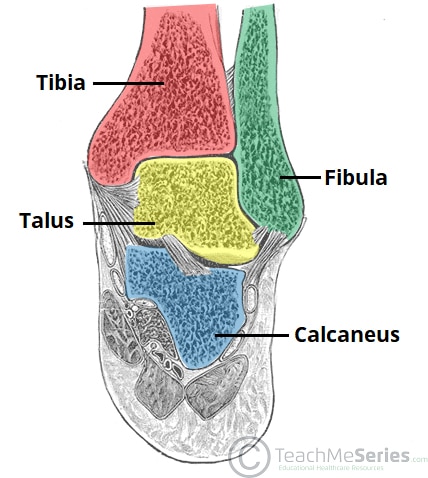 Antero-posterior and lateral view to the lateral ankle joint ligaments