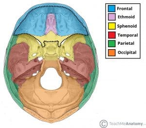 Illustration of the bones of the base of the skull, highlighting the anterior cranial fossa.