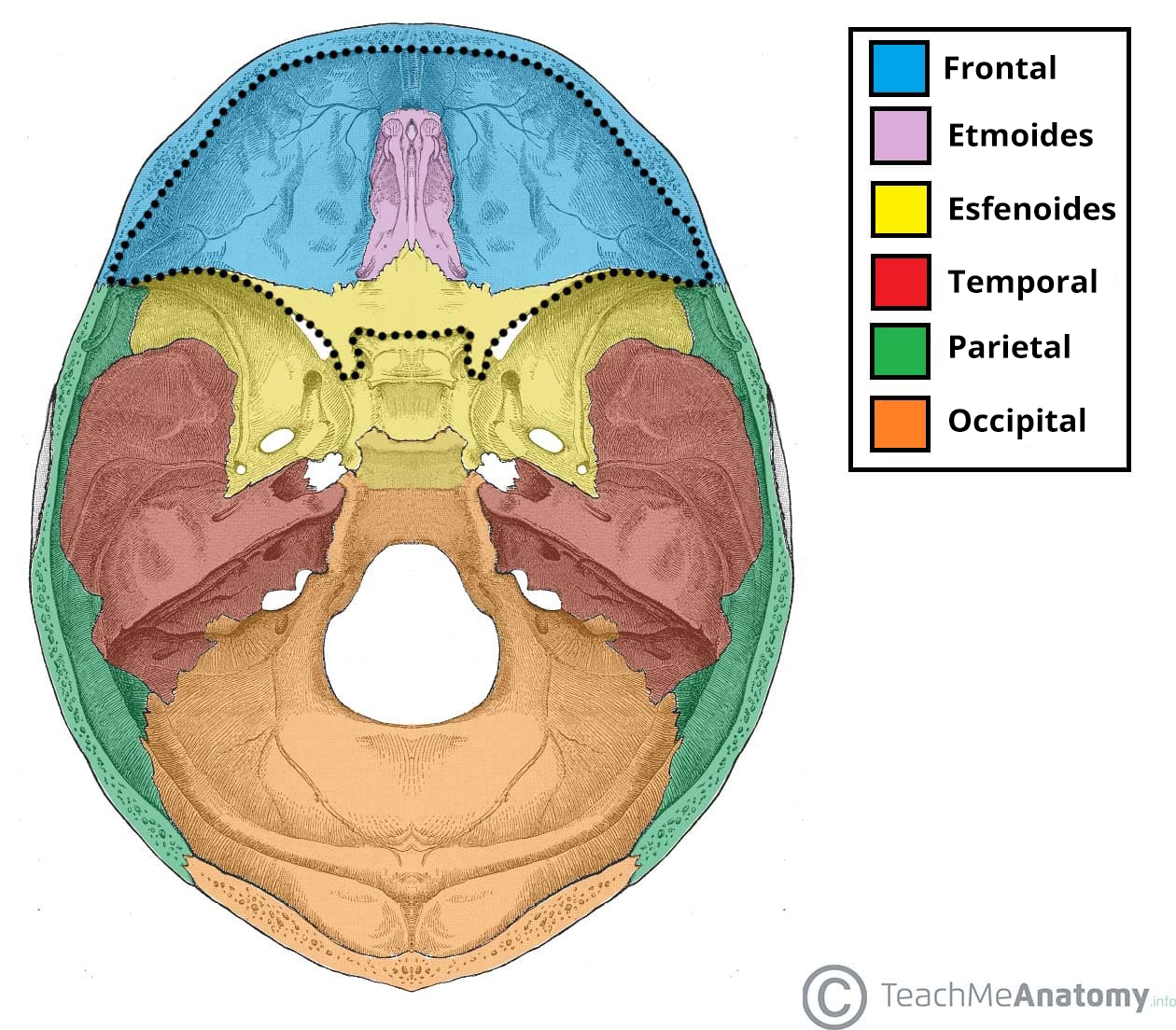 Ilustración de los huesos de la base del cráneo, destacando la fosa craneal anterior.