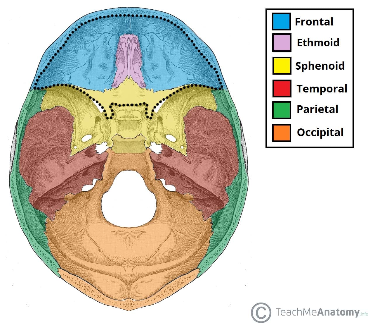 superior skull anatomy