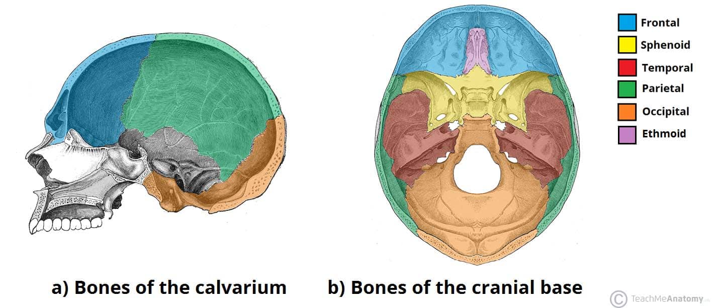 Fig 1 - Bones of the calvarium and cranial base.