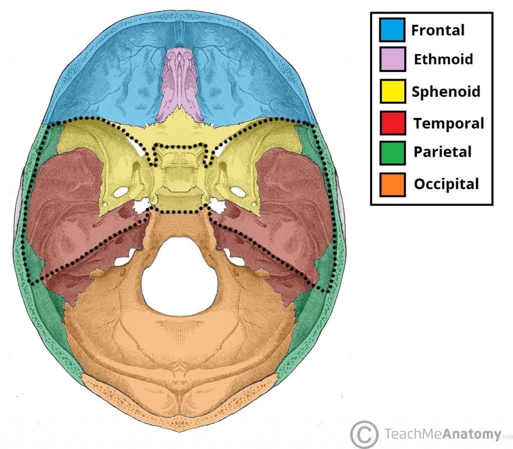 Fig 1.0 - The bones of the cranial floor. The middle cranial fossa has been highlighted.