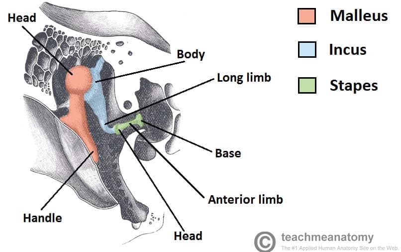 The Middle Ear - Parts - Bones - Muscles - TeachMeAnatomy