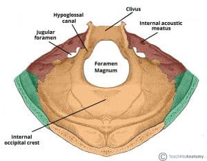 Bony landmarks and foramina of the posterior cranial fossa.