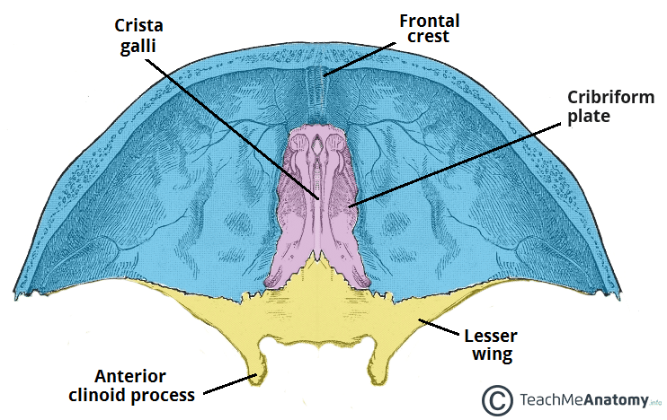 The Superior Mediastinum - Borders - Contents - TeachMeAnatomy