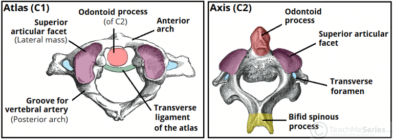 The Cervical Spine Features Joints Ligaments Teachmeanatomy