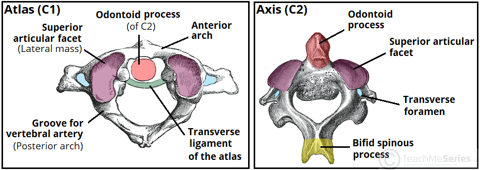 the-cervical-spine-features-joints-ligaments-teachmeanatomy