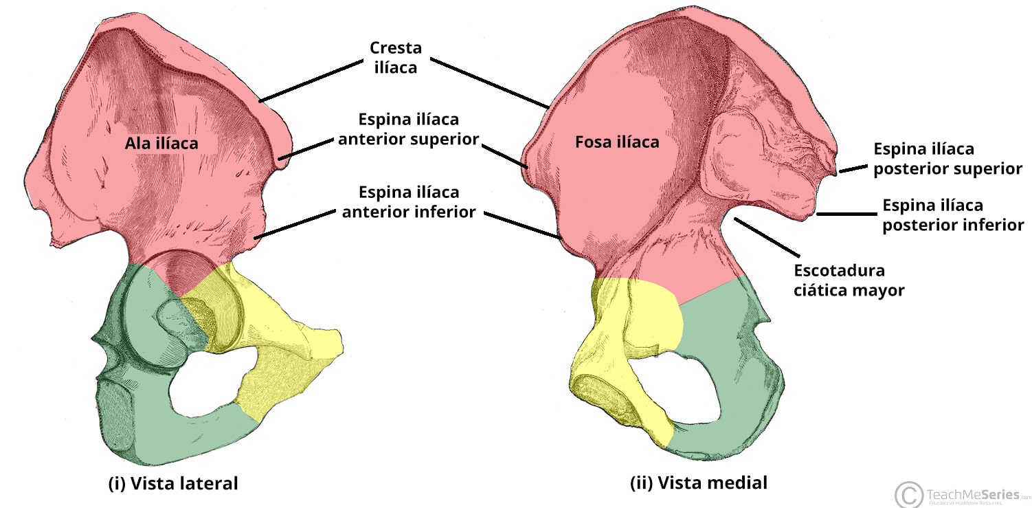 Puntos de referencia óseos del ilion, incluida la espina ilíaca anterosuperior (EIAS) y la espina ilíaca posterosuperior (EIPS), ilustrados en el hueso de la cadera.