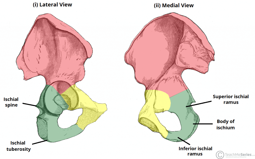 The Hip Bone - Ilium - Ischium - Pubis - TeachMeAnatomy