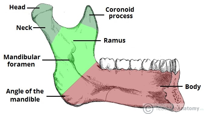 mandible bone head