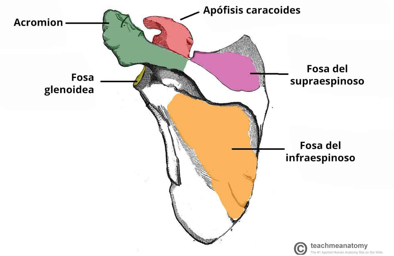 Ilustración de la superficie posterior de la escápula, en la que se destacan los puntos de referencia óseos.