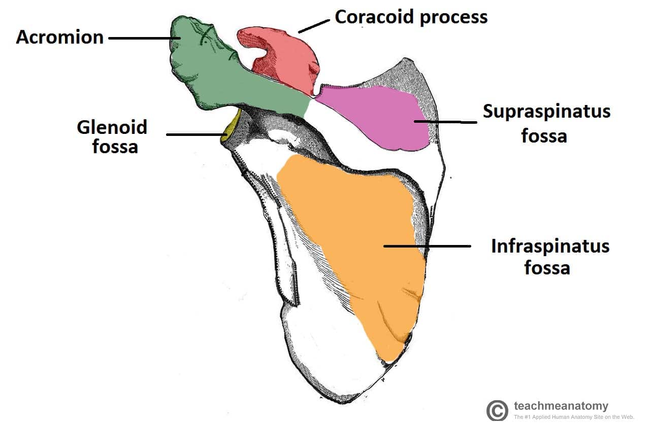 right scapula posterior view labeled