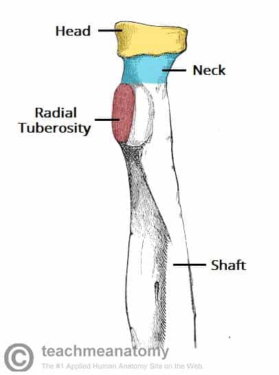 radius bone labeled