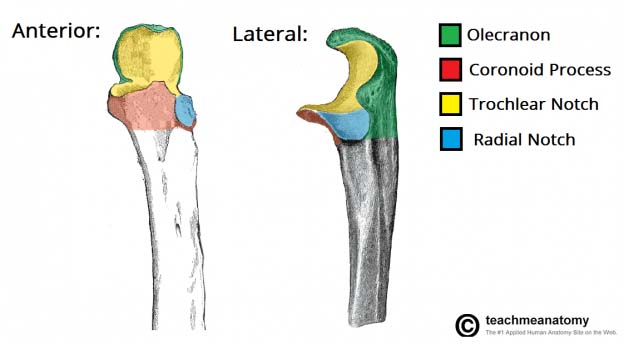 upper limb bone diagram