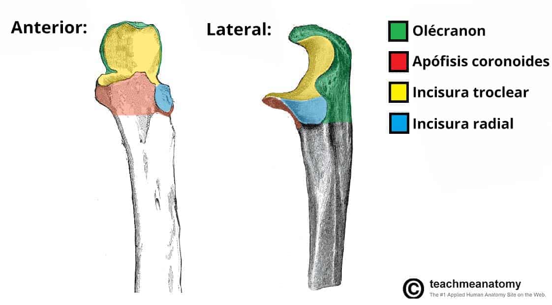 Esquema de los puntos de referencia óseos del cúbito proximal.