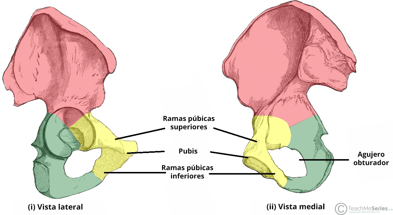 Puntos de referencia óseos del pubis, que ilustran las características anatómicas relacionadas con el hueso de la cadera.