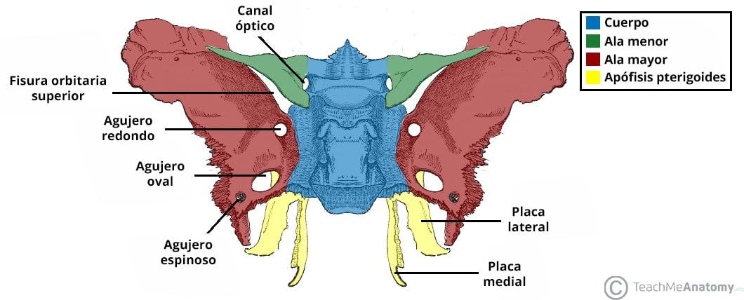 Esquema de los agujeros y los puntos de referencia óseos de las alas del esfenoides y la apófisis pterigoidea.