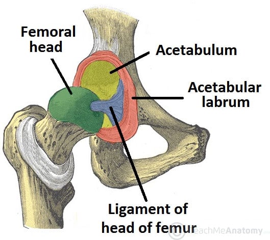 lateral aspect of the hip