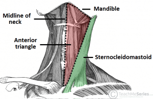 Illustration showing the borders of the anterior triangle of the neck.
