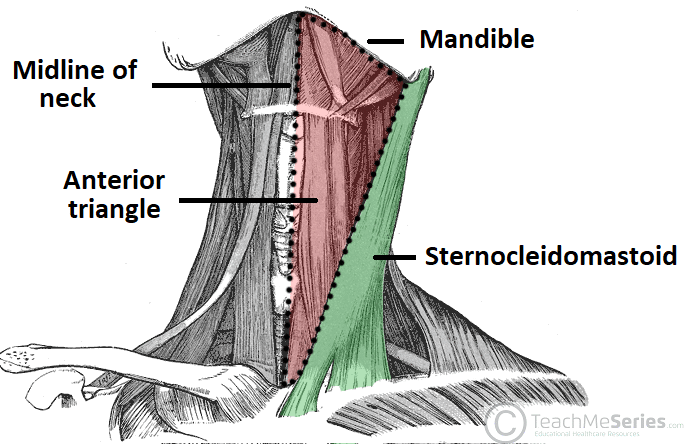 Borders of the Anterior Triangle of the Neck