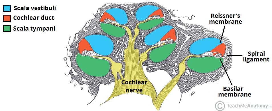 The Inner Ear - Bony Labyrinth - Membranous Labryinth - TeachMeAnatomy