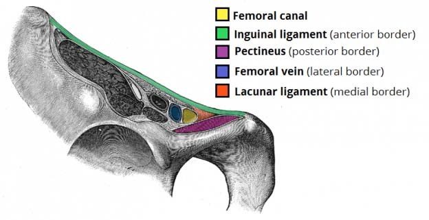 Lower Limb Areas Anatomical Spaces And Surface Landmarks TeachMeAnatomy